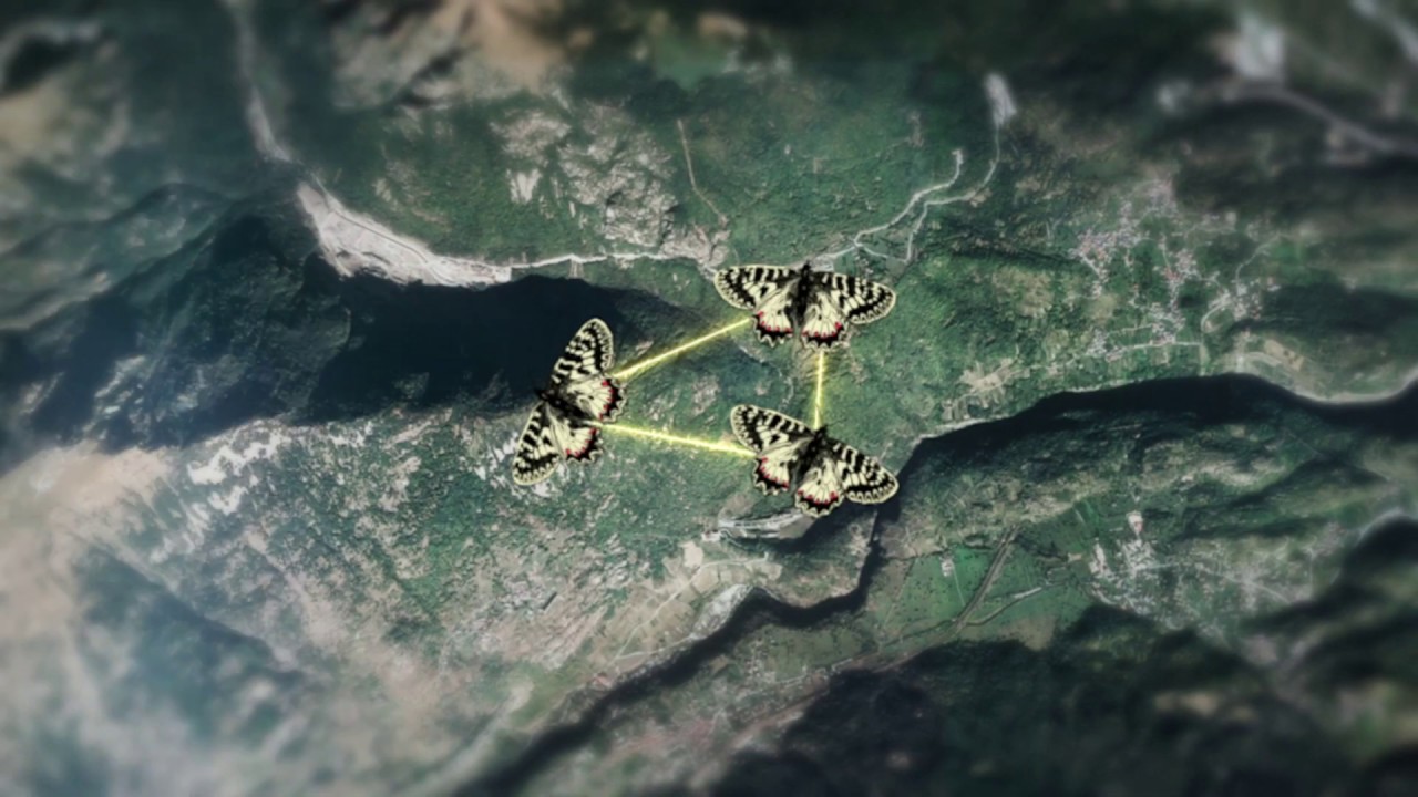 Il corridoio ecologico per proteggere la Zerynthia polyxena Il corridoio ecologico per proteggere la Zerynthia polyxena