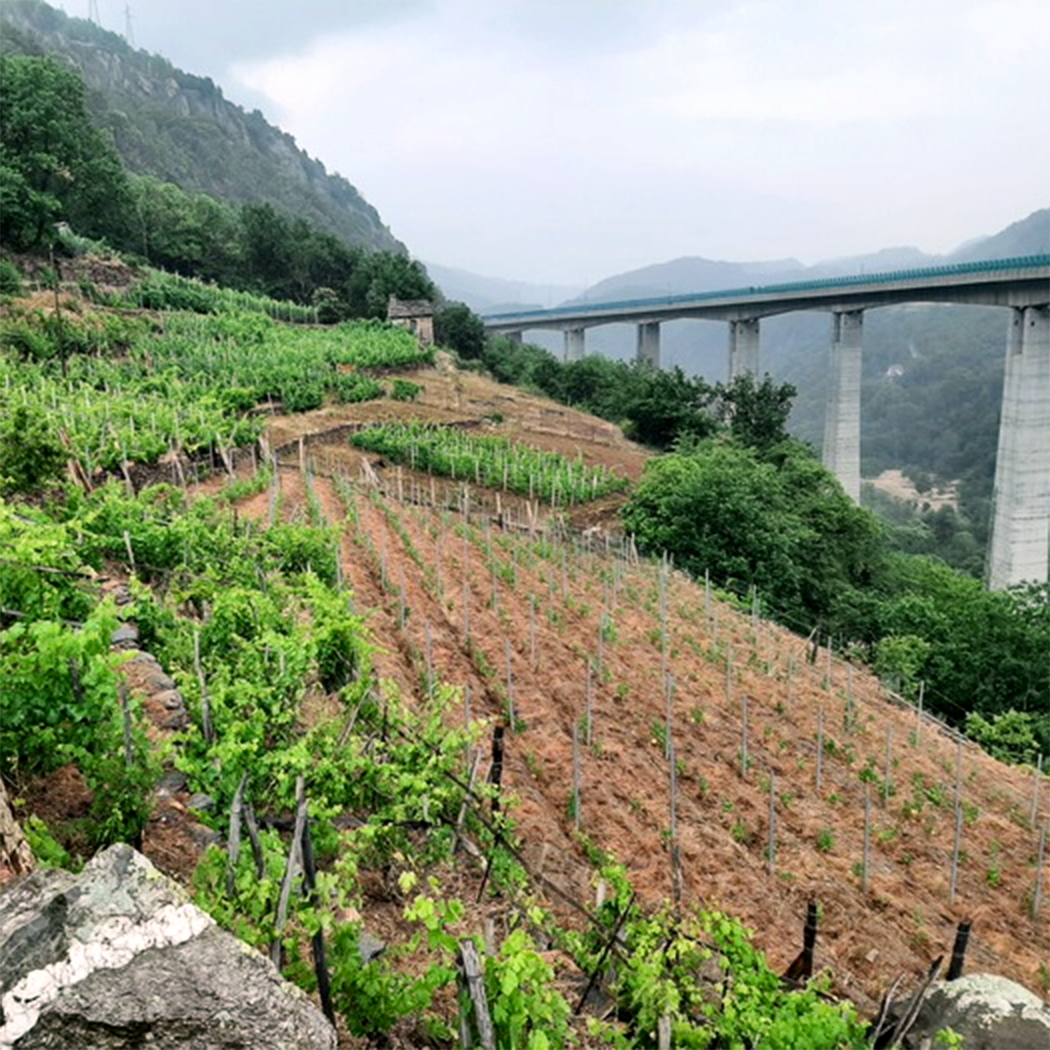 vigneti eroici chiomonte