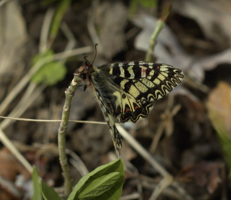 Corridoio ecologico per la farfalla Zerynthia