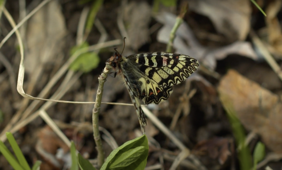 Corridoio ecologico per la farfalla Zerynthia