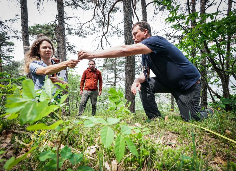 Erica Carnea_Meana di Susa_maggio 2022_TIN04848