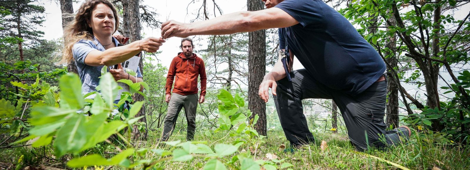 Erica Carnea_Meana di Susa_maggio 2022_TIN04848