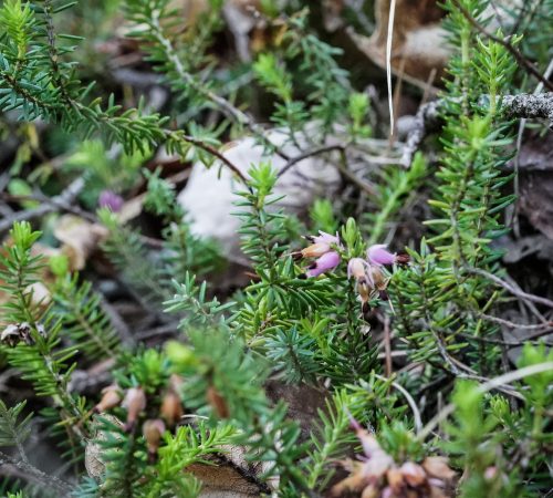 Sopralluogo e le attività dei ricercatori francesi e italiani per un progetto di tutela della flora locale in particolare dell'erica  in Val di Susa per conto Telt . Torino 13 maggio 2022 ANSA/TINO ROMANO