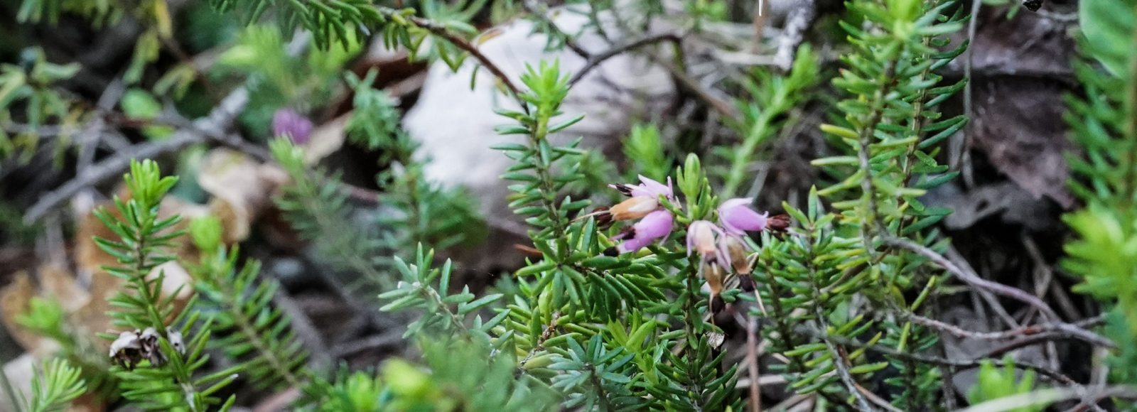 Sopralluogo e le attività dei ricercatori francesi e italiani per un progetto di tutela della flora locale in particolare dell'erica  in Val di Susa per conto Telt . Torino 13 maggio 2022 ANSA/TINO ROMANO