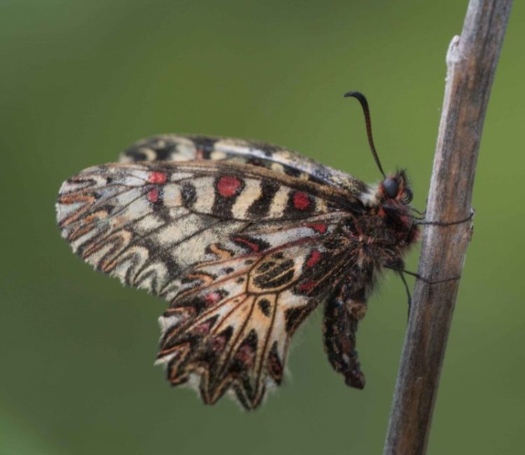 Zerynthia-polyxena_Michele-Zaccagno_low-1024x693