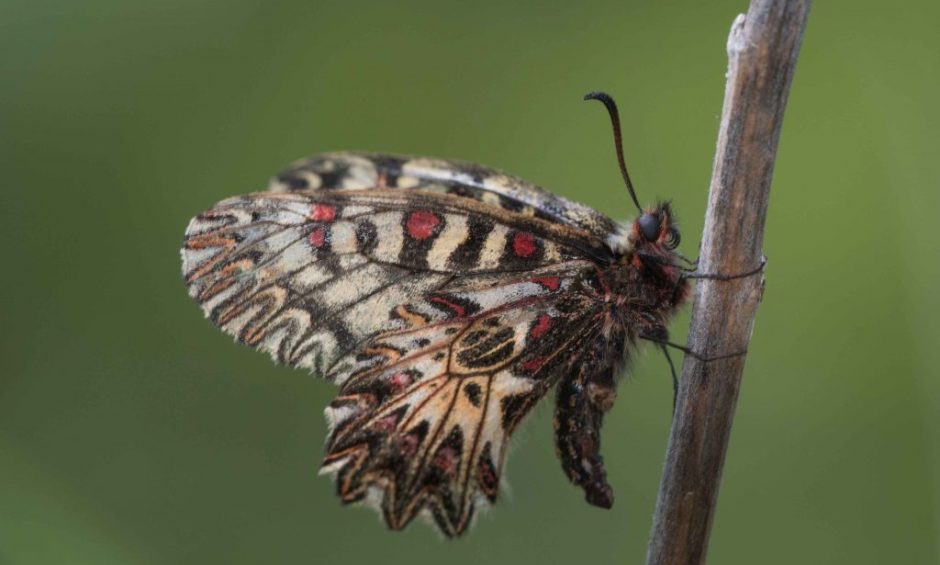 Zerynthia-polyxena_Michele-Zaccagno_low-1024x693